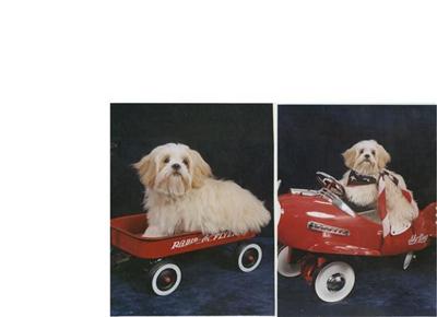 Stud Dogs - Lhasa Apso