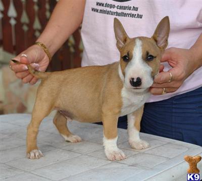 Miniature Bull Terrier Puppies for Sale