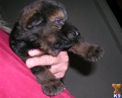 German Shepherd Puppies in TX