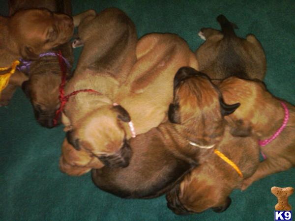 Rhodesian Ridgeback Puppies