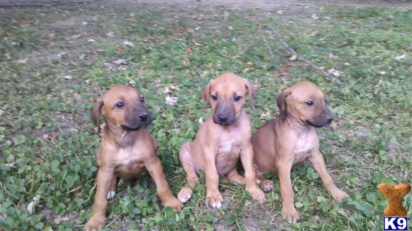 Rhodesian Ridgeback Puppies