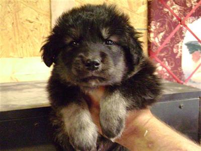 Alaskan Malamute Puppies in NY