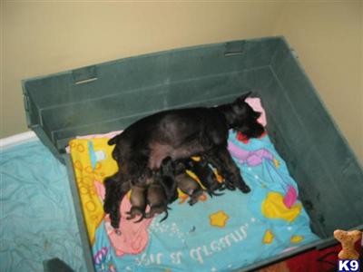 Miniature Schnauzer Puppies in FL