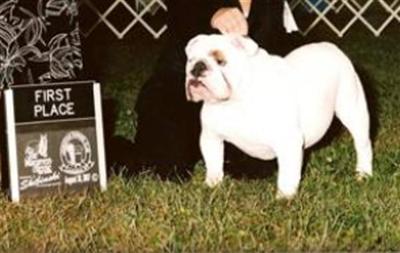 Stud Dogs - English Bulldog