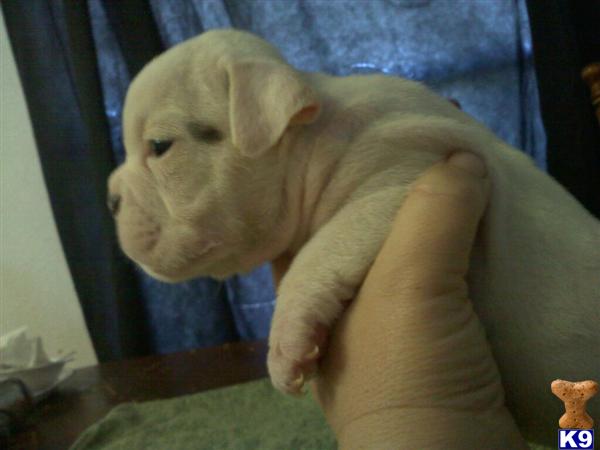 Puppies in Homeland