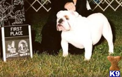 Dogs - English Bulldog