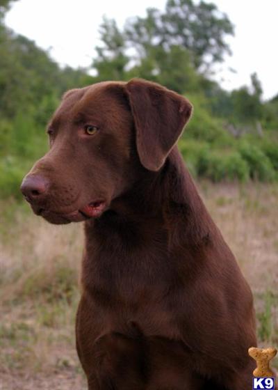 Stud Dogs in SC