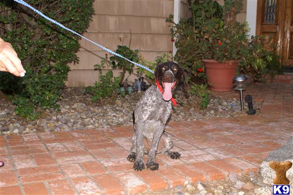 German Wirehaired Pointer Puppies