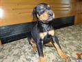 Doberman Pinscher