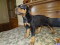 Doberman Pinscher
