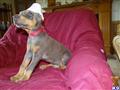 Doberman Pinscher