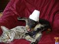 Doberman Pinscher
