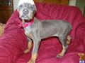 Doberman Pinscher