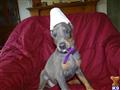 Doberman Pinscher
