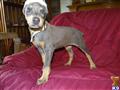 Doberman Pinscher