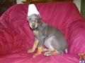 Doberman Pinscher