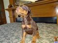 Doberman Pinscher