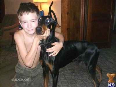 Dogs for Sale in MO