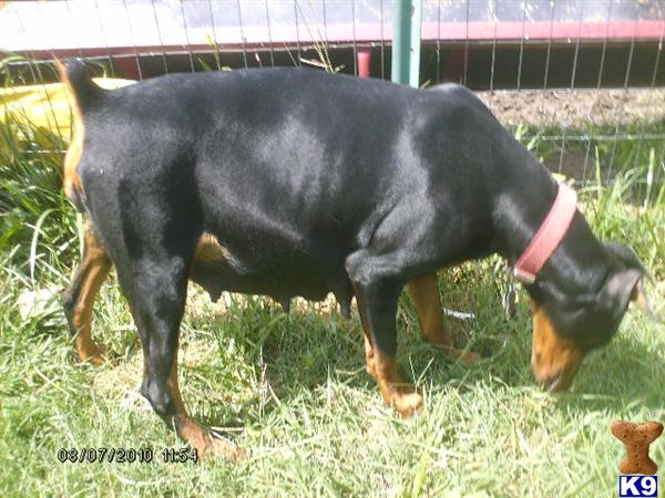 Doberman Pinscher Puppies for Sale