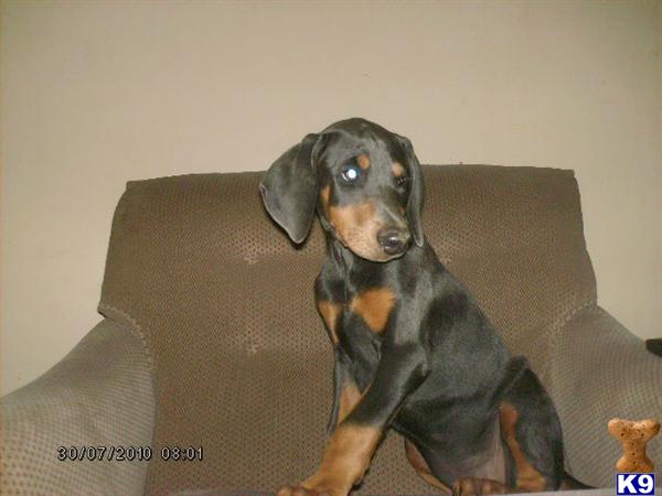 Doberman Pinscher Puppies for Sale