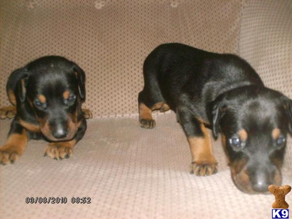 Doberman Pinscher Puppies for Sale