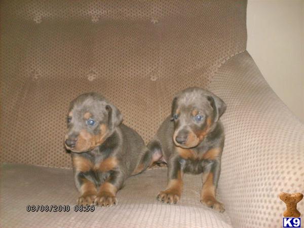 Doberman Pinscher Puppies for Sale