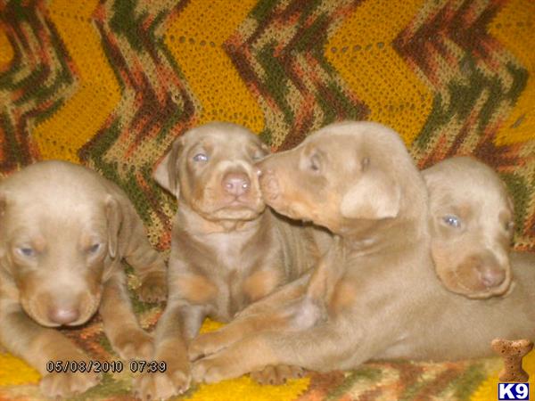 Doberman Pinscher Puppies for Sale