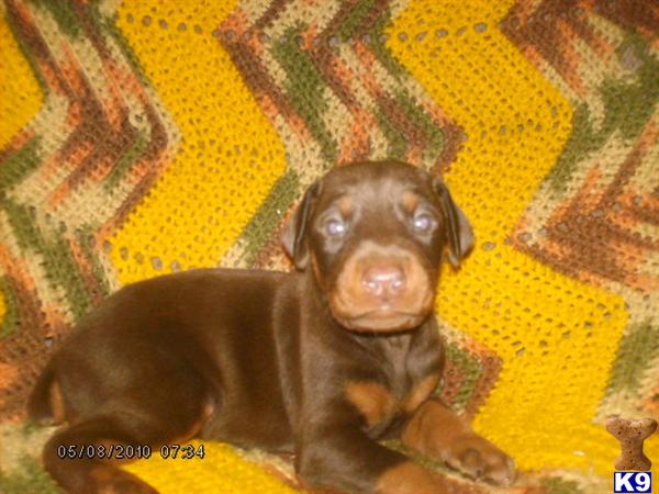 Doberman Pinscher Puppies for Sale