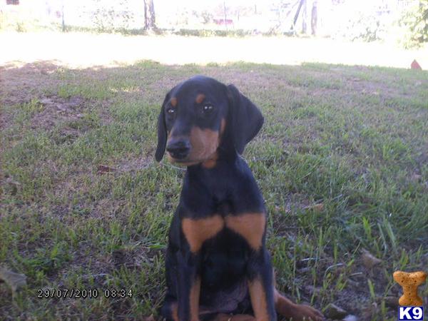 Doberman Pinscher Puppies for Sale