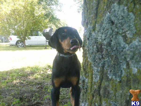 Doberman Pinscher Puppies for Sale