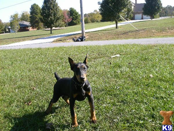 Doberman Pinscher Puppies