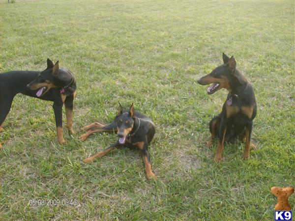 Doberman Pinscher Puppies