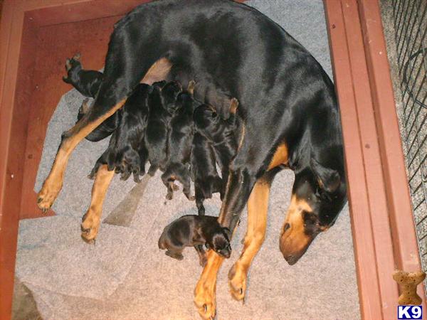 Doberman Pinscher Puppies