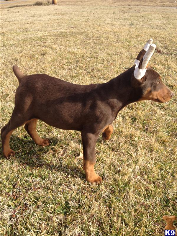 Doberman Pinscher Puppies