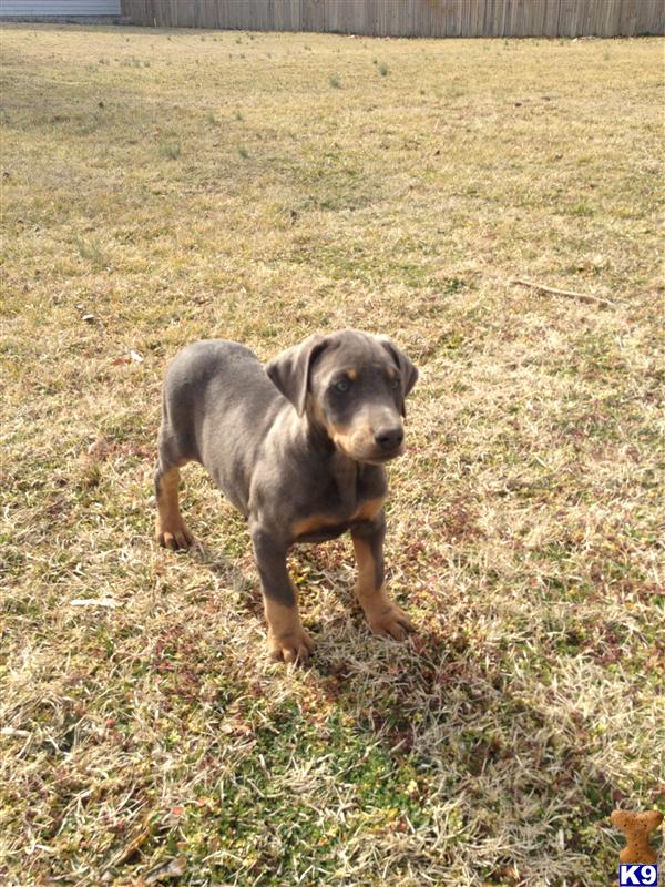 Doberman Pinscher Puppies