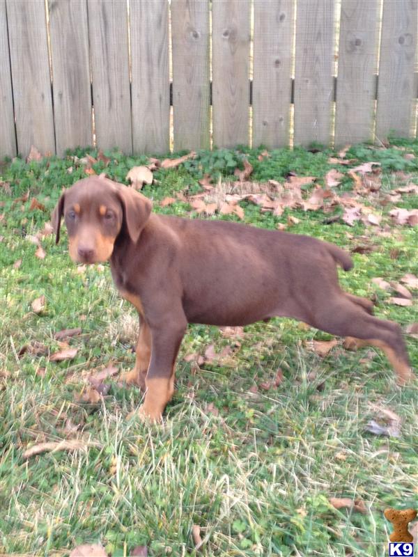 Doberman Pinscher Puppies
