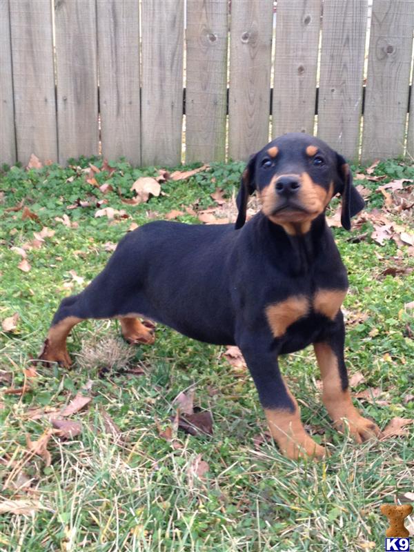 Doberman Pinscher Puppies