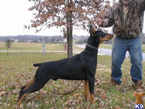 Doberman Pinscher Puppies