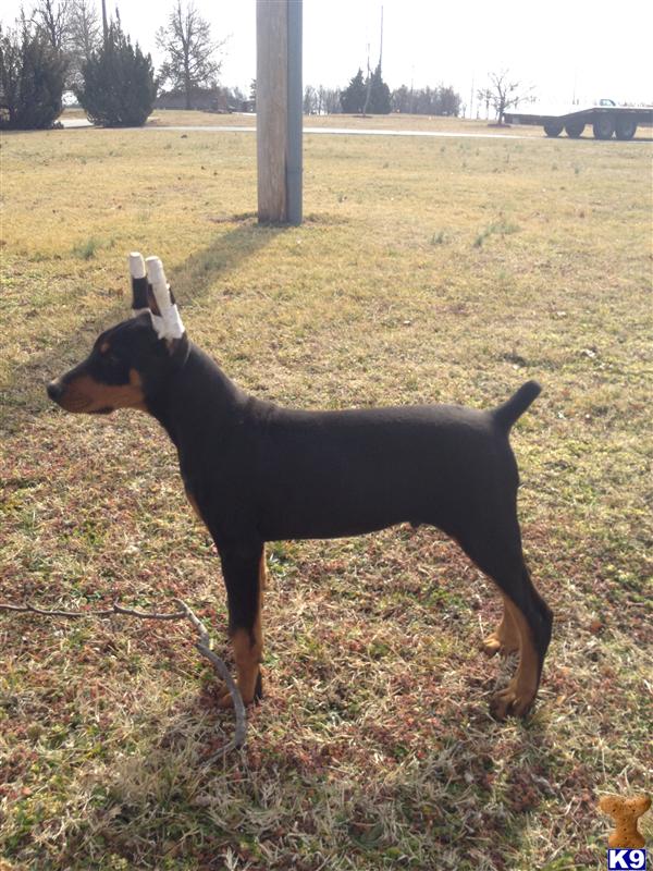 Doberman Pinscher Puppies
