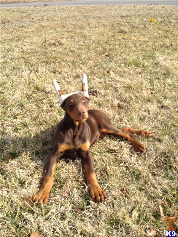Puppies in MO