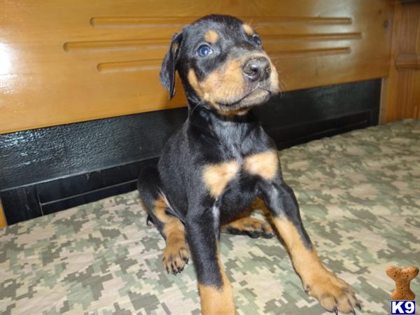 Puppies in MO
