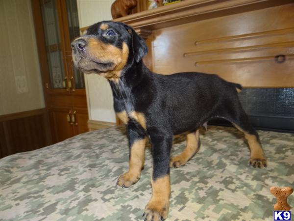 Puppies in MO