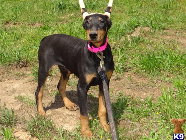 Puppies in MO