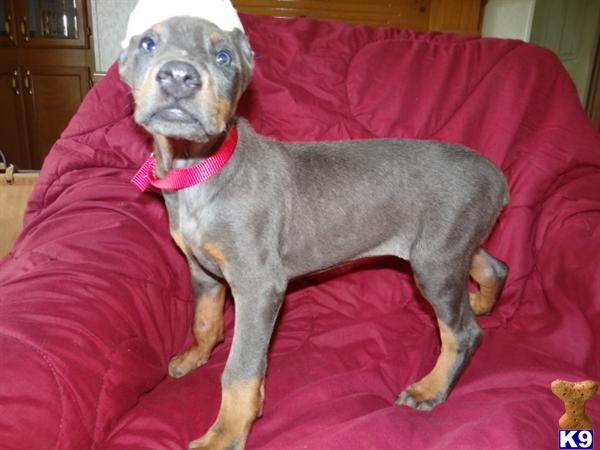 Puppies in MO