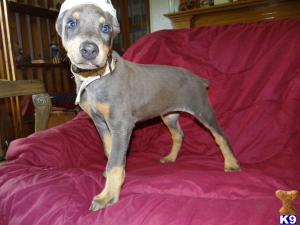 Puppies in MO