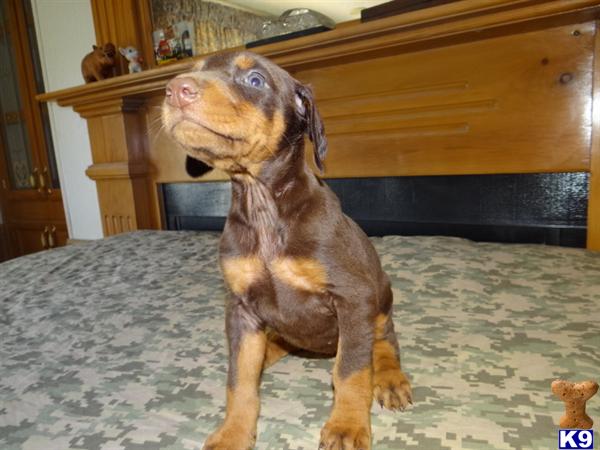 Puppies in MO