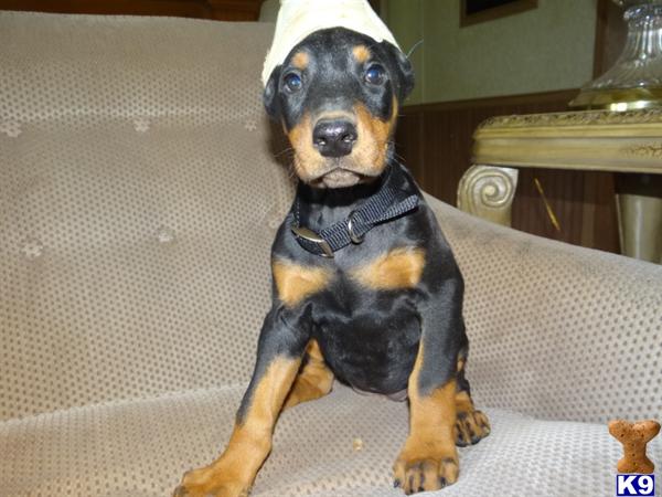 doberman puppies for sale in mo document moved doberman puppies for sale in mo document moved