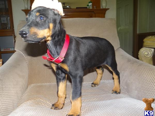 doberman puppies for sale in mo document moved doberman puppies for sale in mo document moved