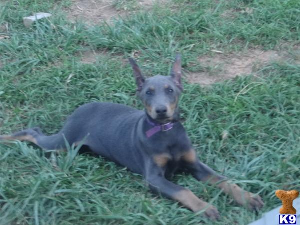 doberman puppies for sale in mo doberman pinscher puppies for sale page 2 doberman pinscher puppies breeds picture doberman puppies for sale in mo doberman pinscher puppies for sale page 2 doberman pinscher puppies breeds picture