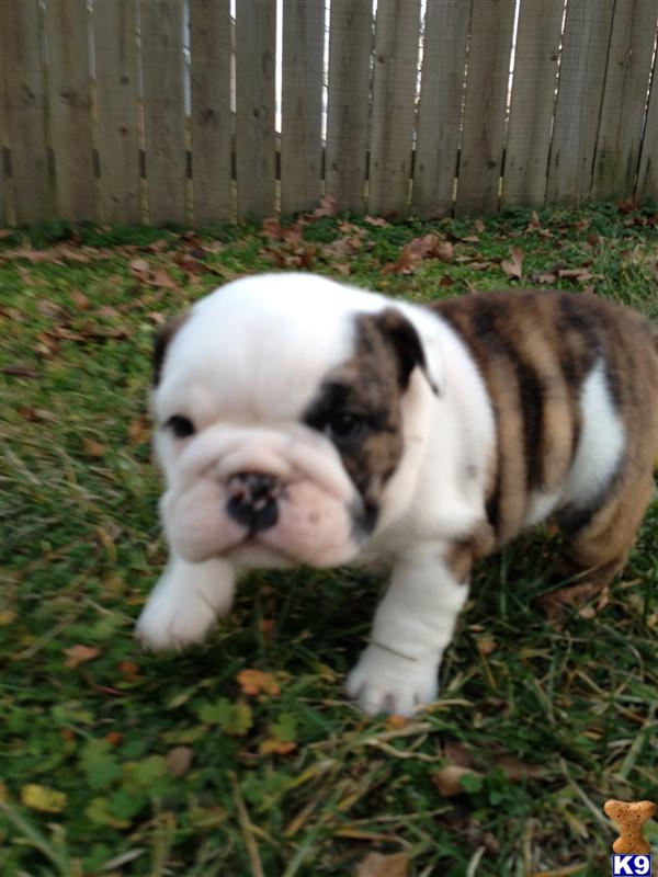 English Bulldog Puppies